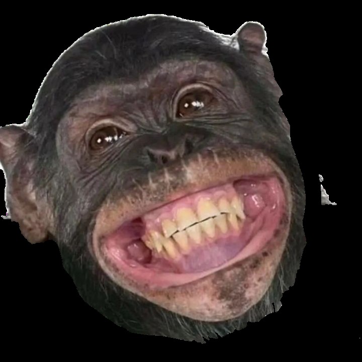 Create meme: the monkey laughs, chimpanzees , the monkey laughs