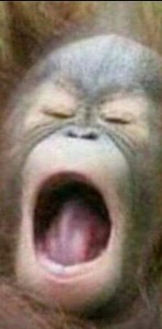 Create meme: maymun, screaming orangutan, orangutan