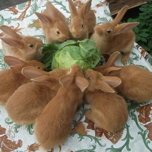 Создать мем: кролик ризен рыжий, новозеландский красный кролик, породы кроликов