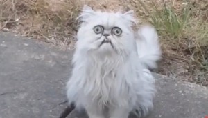 Create meme: scary cat, lolcats, Persian cat