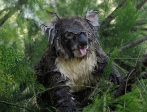 Создать мем: коала под дождем, злая коала, wet koala