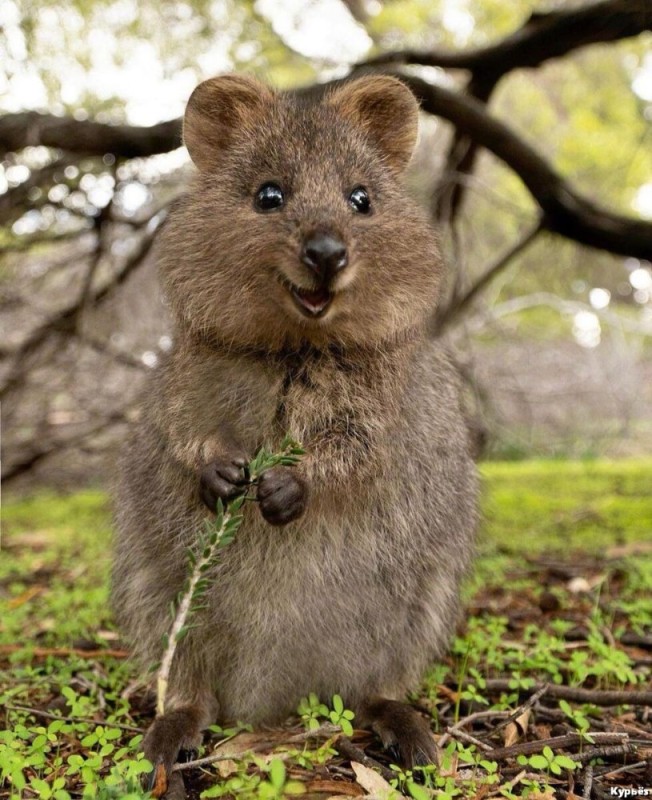 Создать мем: сумчатые звери, необычные животные австралии, квокка животное