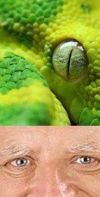 Create meme: snake eyes, reptile's eye, snake eyes
