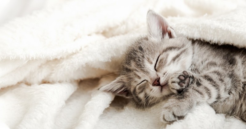 Create meme: sleeping kitten, tabby the kitten, cute kittens 