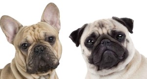 Create meme: breed pug, pug , French bulldog 