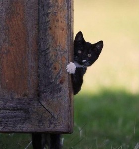 Создать мем: Чёрная кошка, кот выглядывает из за забора, Кошка