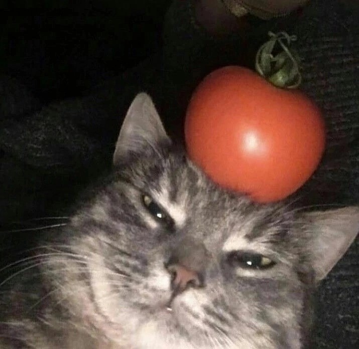 Create meme: cat tomato, cat , kotomatrix cat and apples