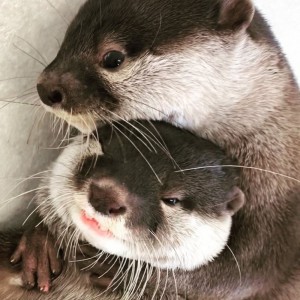 Create meme: otter, a baby otter