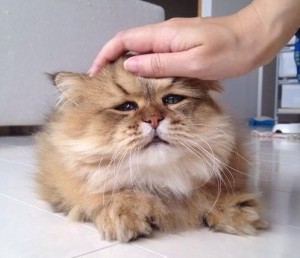 Create meme: your face when you, cat, The cat is sadness