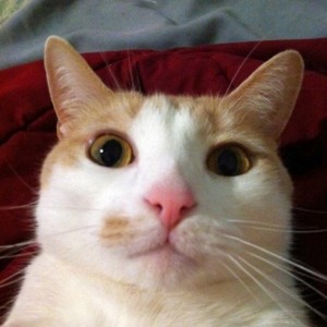 Create meme: cat, Cat Selfies, cat