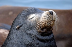 Создать мем: ластоногие, северные морские котики, грустный тюлень