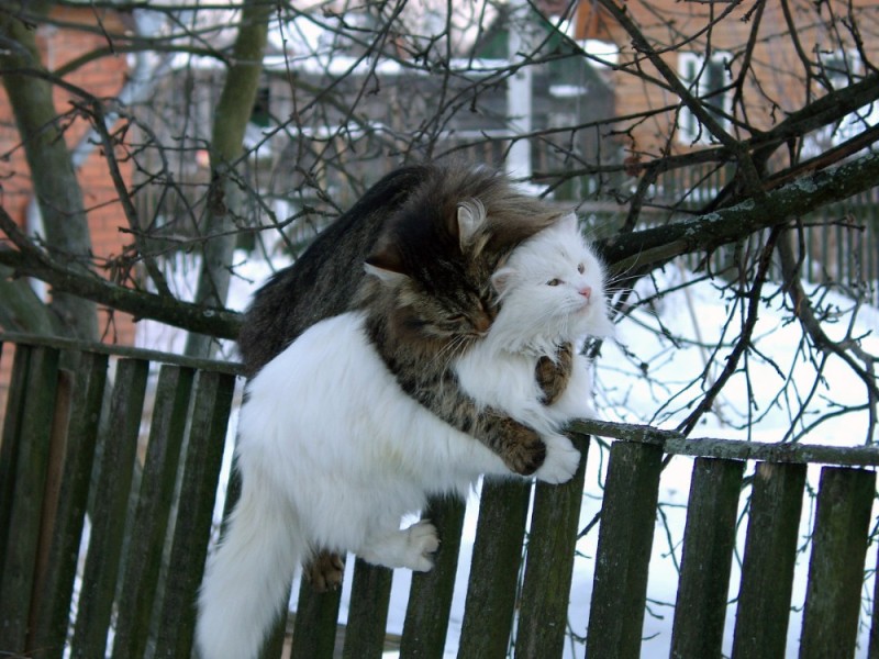 Создать мем: снег кошки обнимаются, мартовский кот, кошка