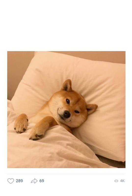 Create meme: shiba inu , dog , Shiba inu doggie