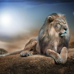 Создать мем: царь зверей, aslan, лев царь зверей
