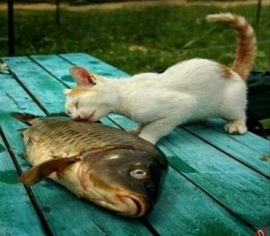 Create meme: cute cats funny, cat with fish