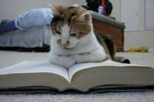 Кот И Книга Фото