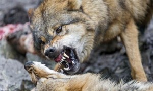 Create meme: fight animals, wolf, wolf