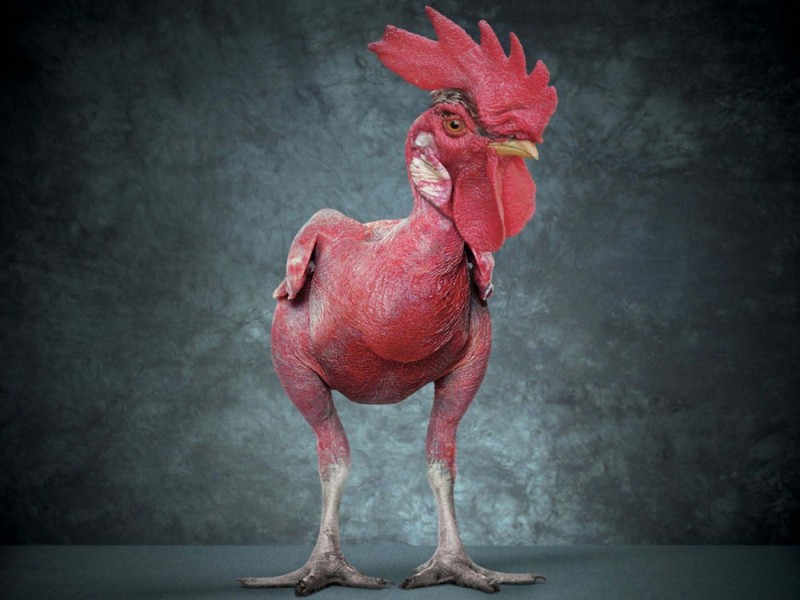 Create meme: without feathers, plucked rooster, chicken without feathers