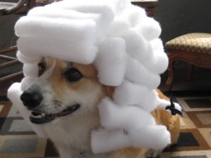 Создать мем: милые шапки для собак, собака, собака смешная