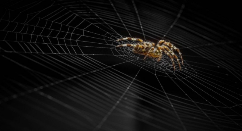 Create meme: the spider's web., spiders, the big spider