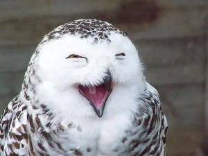 Создать мем: веселая сова, улыбающаяся сова, смешные совы