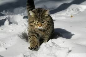 Create meme: cat snow, cat in the snow