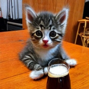 Create meme: animals cute, cat, drinking cat
