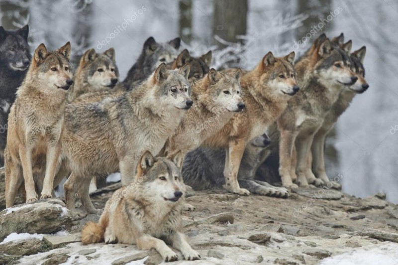 Создать мем: стая волков, волчья стая, pack of wolves