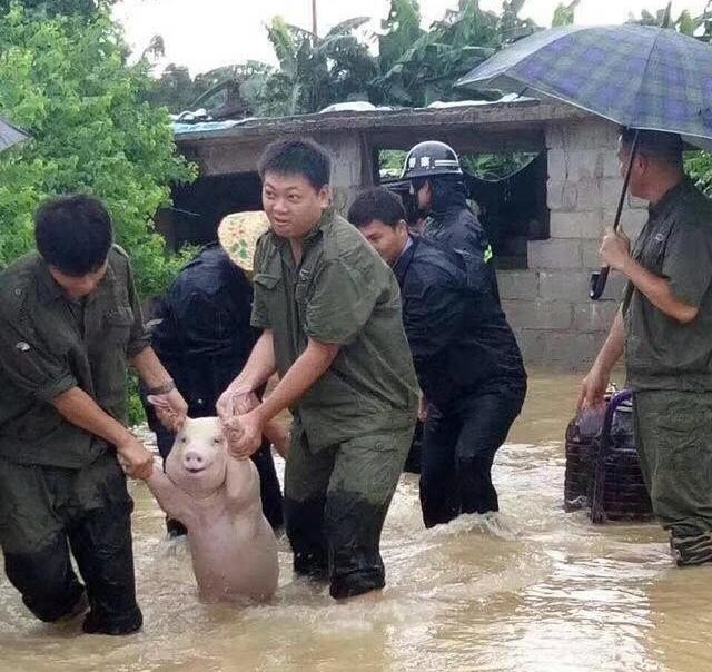 Создать мем: свиньи в китае, наводнение в китае, свинью спасают