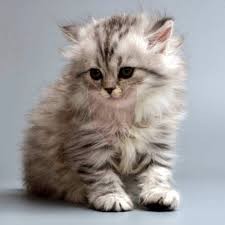 Create meme: minuet cat breed, scottish highland straight, siberian kittens