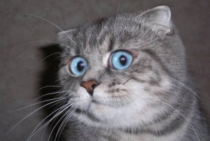 Создать мем: я в шоке мем, удивленный кот ахмед, честно сказать я в ахуе кот