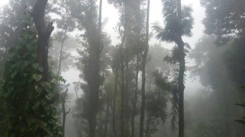Create meme: rain in the forest, A forest in Australia in a fog, The forest is tropical