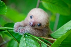 Create meme: animals, baby animals, world post day sloth