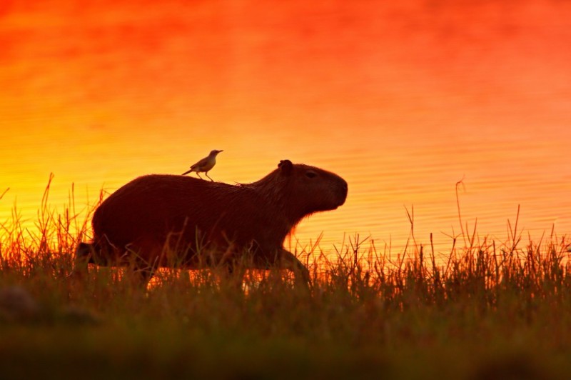 Create meme: capybara animals, adult capybara, big capybara