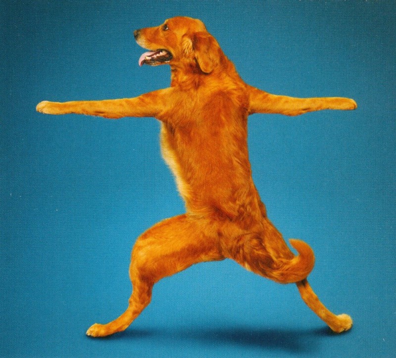Create meme: yoga dog, dancing dog, dancing dog