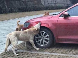 Create meme: photos with the dog near the car, out of the car, the dog bit the car