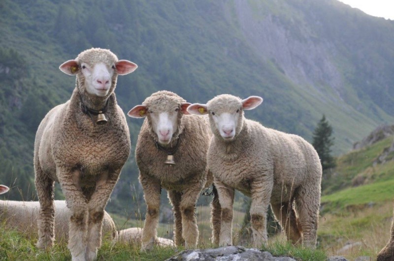 Create meme: sheep , two sheep, breeds of sheep 