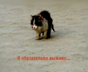 Create meme: kitty I will survive, I will survive the kitten, I will survive meme with a cat