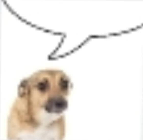 Create meme: dog, dog white background, dog on white