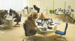 Создать мем: картинки в офис кол центр прикольные, кошки смешные, планерка кот в офисе