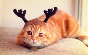 Create meme: cat with reindeer horns, red cat, lolcats pictures