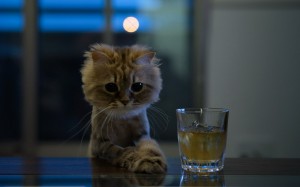 Создать мем: котята милашки, грустный кот в стакане, милые котики