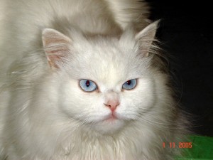 Создать мем: анорский полудлинношшерстный, голубоглазый белый полуперс, кошка