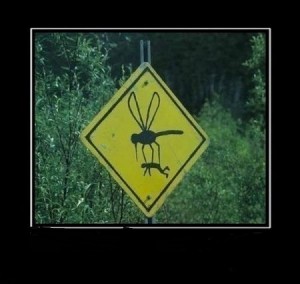 Create meme: the mosquito kills man, road sign , dangerous places