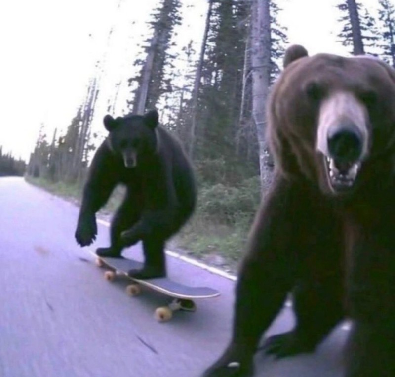 Создать мем: медведь медведь, два медведя, медведь в тайге