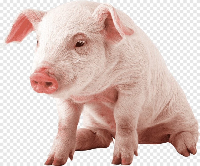 Создать мем: свинья клипарт, свинья хрю, порода свиней