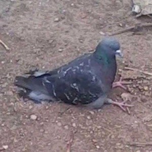 Create meme: bird dove, pigeons doves, dove