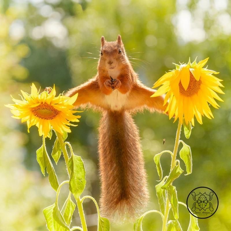 Create meme: summer animals, squirrel van damme, Jean Claude van Belka