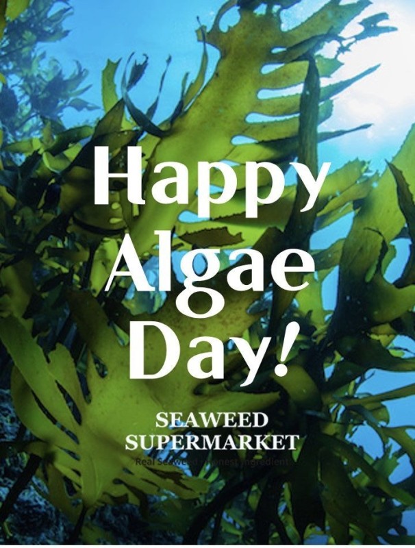 Create meme: algae in the sea, underwater plants, seaweed
