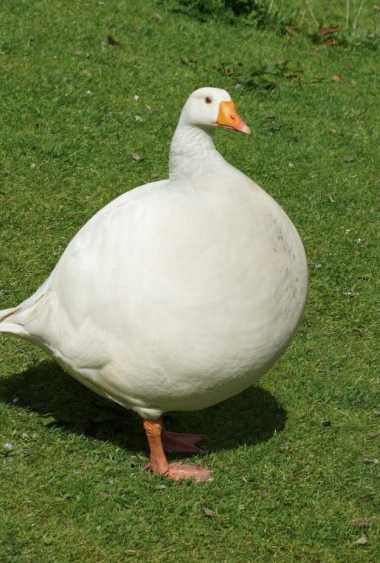 Create meme: fat goose, goose , white goose
